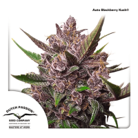 Dutch Passion - Auto Blackberry Kush | Autoflowering mag | 100 darab