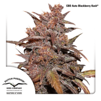 Dutch Passion - Auto CBD Blackberry Kush | Autoflowering seed | 3 pieces