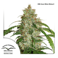 Dutch Passion - Auto CBD White Widow | Autoflowering seed | 3 pieces