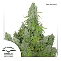 Dutch Passion - Auto Ultimate | Autoflowering seed | 100 pieces