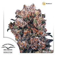 Dutch Passion - Blueberry | Feminized seed | 10 pieces