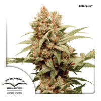 Dutch Passion - CBG Force | Feminized seed | 10 pieces