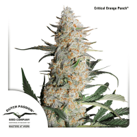 Dutch Passion - Critical Orange Punch | Feminized seed | 10 pieces