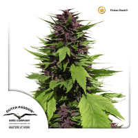 Dutch Passion - Frisian Duck | Feminized seed | 5 pieces