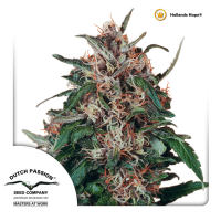 Dutch Passion - Hollands Hope | Feminized seed | 10 pieces