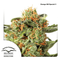 Dutch Passion - Orange Hill Special | Feminized seed | 10 pieces