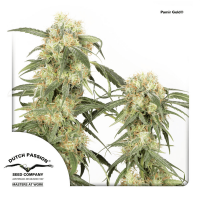 Dutch Passion - Pamir Gold | Feminized seed | 10 pieces