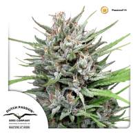 Dutch Passion - Passion #1 | Feminized seed | 10 pieces