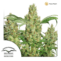 Dutch Passion - Power Plant | Regular seed | 10 pieces