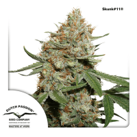 Dutch Passion - Skunk #11 | Feminized seed | 10 pieces