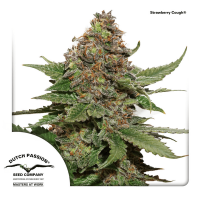 Dutch Passion - Strawberry Cough | Feminized seed | 10 pieces