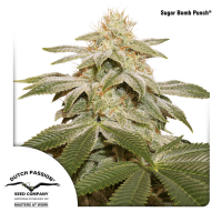 Dutch Passion - Sugar Bomb Punch | Feminized seed | 10 pieces