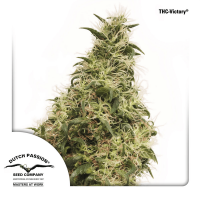 Dutch Passion - THC-Victory | Feminized seed | 100 pieces