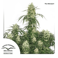 Dutch Passion - The Ultimate | Feminized seed | 10 pieces
