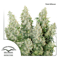 Dutch Passion - Think Different | Autoflowering seed | 100 pieces