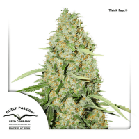 Dutch Passion - Think Fast | Feminized seed | 10 pieces
