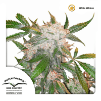 Dutch Passion - White Widow | Regular seed | 10 pieces - Dutch Passion Regular - Dutch Passion - Seed Diskont - Hanfsamen Shop