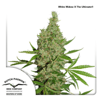 Dutch Passion - White Widow x The Ultimate | Regular seed | 10 pieces