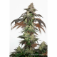 Dutch Passion - Auto Kerosene Krash | Autoflowering saat | 100 stück - Dutch Passion Automatik - Dutch Passion - Seed Diskont - Hanfsamen Shop