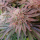 Dutch Passion - Auto Kerosene Krash | Autoflowering seed | 100 pieces - Dutch Passion Autoflowering - Dutch Passion - Seed Diskont - Hanfsamen Shop