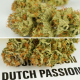 Dutch Passion - Auto Mokums Tulip | Autoflowering mag | 100 darab - Dutch Passion  Automata - Dutch Passion - Seed Diskont - Hanfsamen Shop