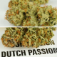 Dutch Passion - Auto Mokums Tulip | Autoflowering seed | 100 pieces - Dutch Passion Autoflowering - Dutch Passion - Seed Diskont - Hanfsamen Shop