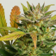 Dutch Passion - Auto Mokum's Tulip (Autoflowering) cannabis seeds