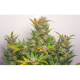 Dutch Passion - Auto Mokum's Tulip (Autoflowering) cannabis seeds