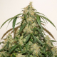 Dutch Passion - Auto Skywalker Haze | Autoflowering seed | 100 pieces - Dutch Passion Autoflowering - Dutch Passion - Seed Diskont - Hanfsamen Shop