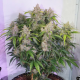 Dutch Passion - Auto Skywalker Haze (Autoflowering) cannabis seeds