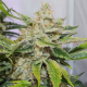 Dutch Passion - Auto Skywalker Haze (Autoflowering) cannabis seeds