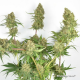 Dutch Passion - Skywalker Haze | Feminisiertes saat | 10 stück - Dutch Passion Feminisier - Dutch Passion - Seed Diskont - Hanfsamen Shop