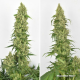 Dutch Passion - Skywalker Haze | Feminisiertes saat | 10 stück - Dutch Passion Feminisier - Dutch Passion - Seed Diskont - Hanfsamen Shop