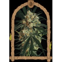 Exotic Seed - A.A.A | Autoflowering mag | 10 darab - Exotic Seeds Automata - G-Systems Engineering - Seed Diskont - Hanfsamen Shop