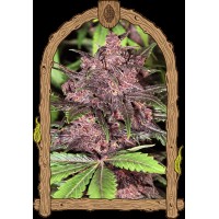 Exotic Seeds-Penkiller Exclusive Feminized seeds
