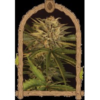 Exotic Seed - Dr. Greenman Pure CBD | Feminized seeds | 10 seeds