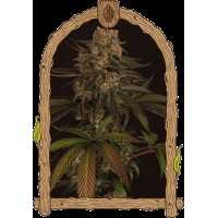 Exotic Seed - Exotic Colours | Feminized seeds | 10 seeds