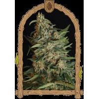Exotic Seed - Green Gummy | Feminized seeds | 10 seeds