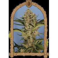 Exotic Seed - Herz OG Auto | Autoflowering mag | 10 darab - Exotic Seeds Automata - G-Systems Engineering - Seed Diskont - Hanfsamen Shop