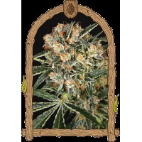 Exotic Seed - Hippie Therapy CBD | Feminized seeds | 10 seeds