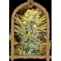 Exotic Seed - Hippieberry | Feminized seeds | 10 seeds