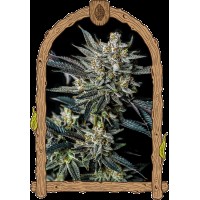 Exotic Seed - Jelly Bananen Auto | Autoflowering mag | 10 darab - Exotic Seeds Automata - G-Systems Engineering - Seed Diskont - Hanfsamen Shop