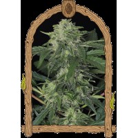Exotic Seed - Jungle Fever Auto | Autoflowering mag | 25 darab - Exotic Seeds Automata - G-Systems Engineering - Seed Diskont - Hanfsamen Shop