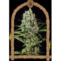 Exotic Seed - Quick Mass | Feminized seeds | 10 seeds