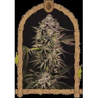 Exotic Seed - Quick Sherbet | Feminized seeds | 10 seeds