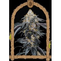 Exotic Seed - Quicklato Sherbet | Feminized seeds | 10 seeds