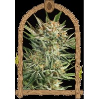 Exotic Seed - Russian Automatic | Autoflowering seeds | 10 seeds