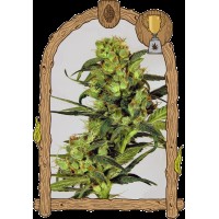 Exotic Seed - Spicy Bitch | Feminized seeds | 10 seeds
