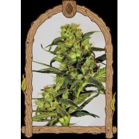 Exotic Seed - Spicy Bitch Reg. | Regular seeds | 10 seeds - Exotic Seeds Regular - Exotic Seed - Seed Diskont - Hanfsamen Shop