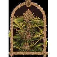 Exotic Seed - Strawberry Cola Auto | Autoflowering mag | 10 darab - Exotic Seeds Automata - G-Systems Engineering - Seed Diskont - Hanfsamen Shop
